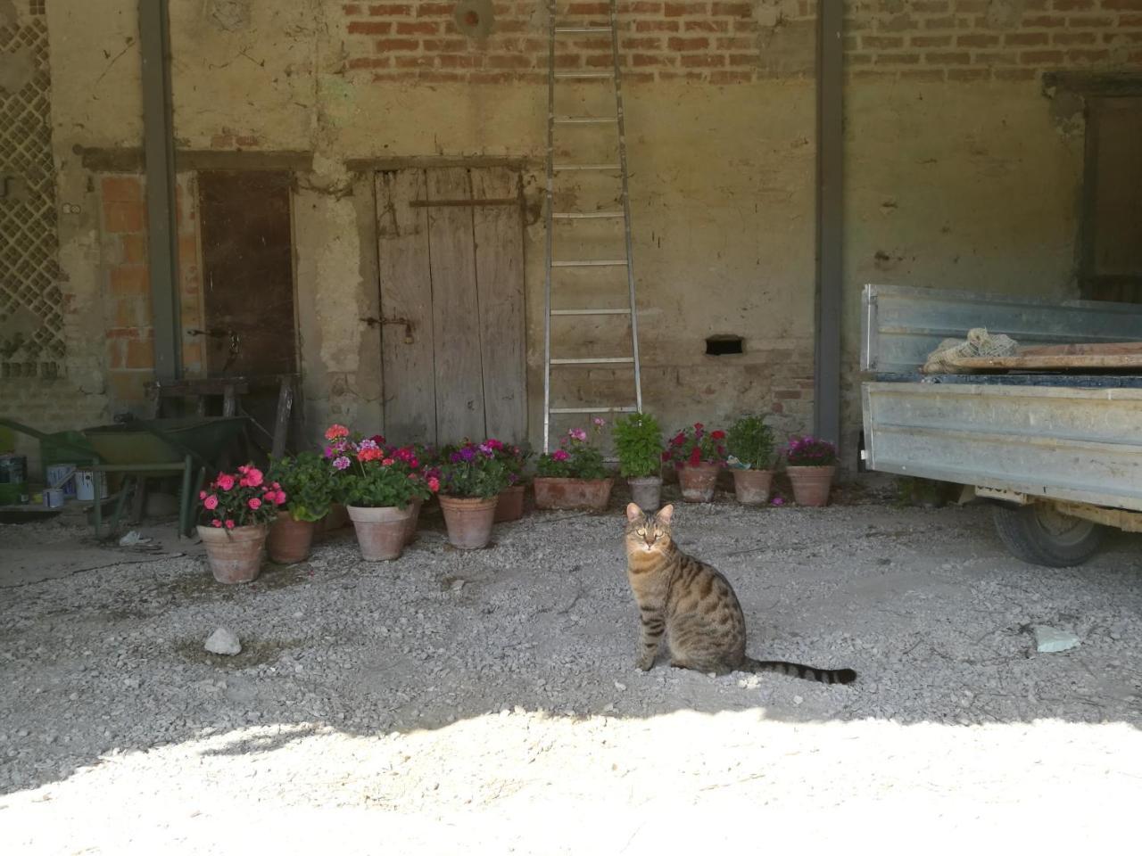 Agriturismo Pian Del Tevere Torgiano Exterior foto